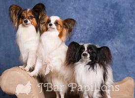 Papillon Puppies For Sale  Available in Phoenix & Tucson, AZ