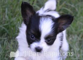 Papillon Puppies For Sale  Available in Phoenix & Tucson, AZ